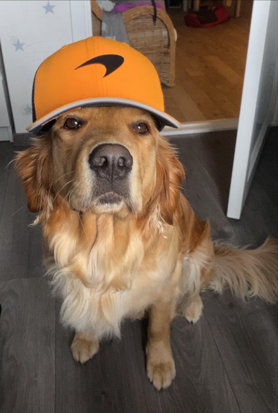 a dog with a mclaren cap